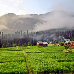 Tea Plantation